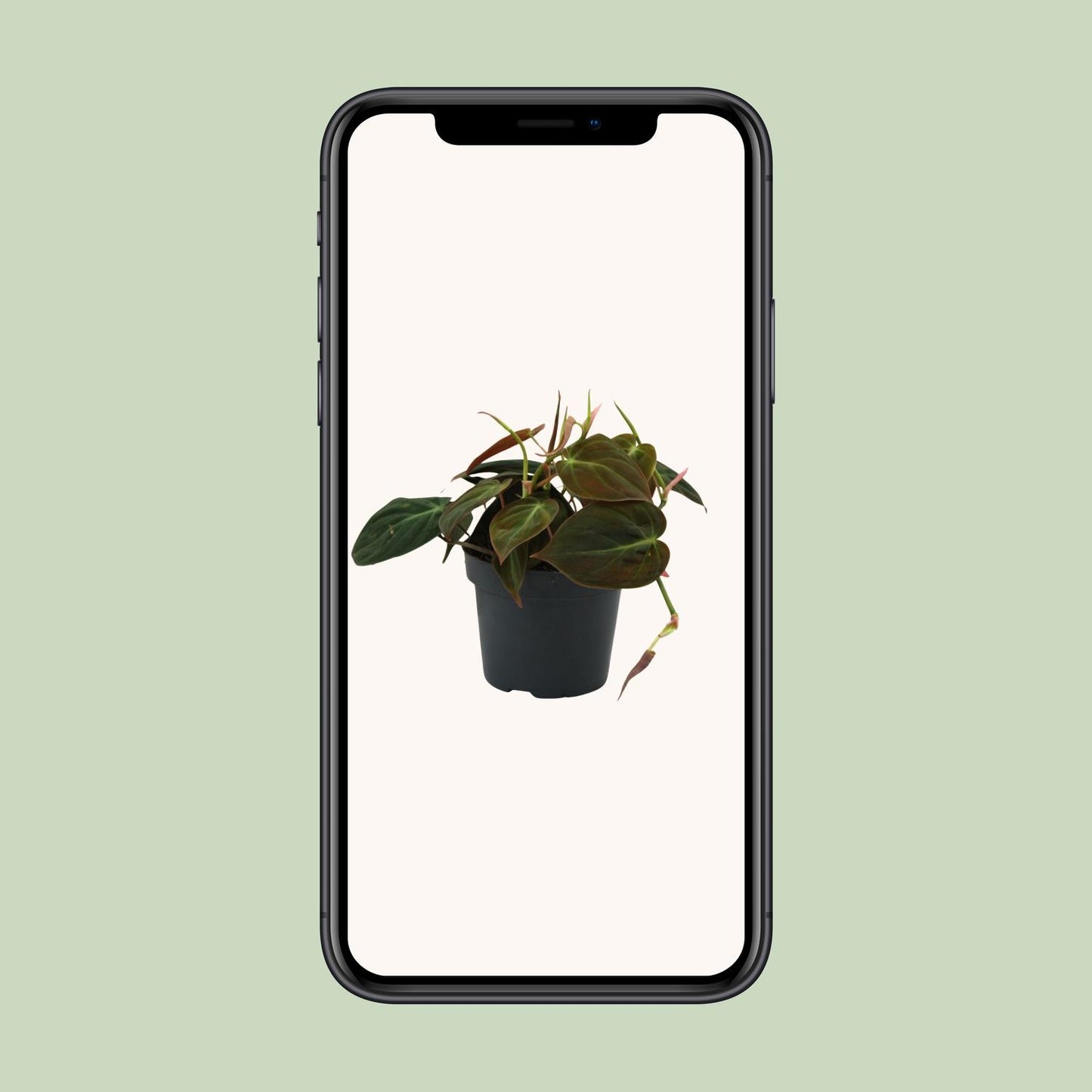 Philodendron Micans – Pflegeleichte Zimmerpflanze Ø12cm