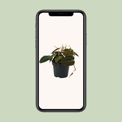Philodendron Micans – Pflegeleichte Zimmerpflanze Ø12cm