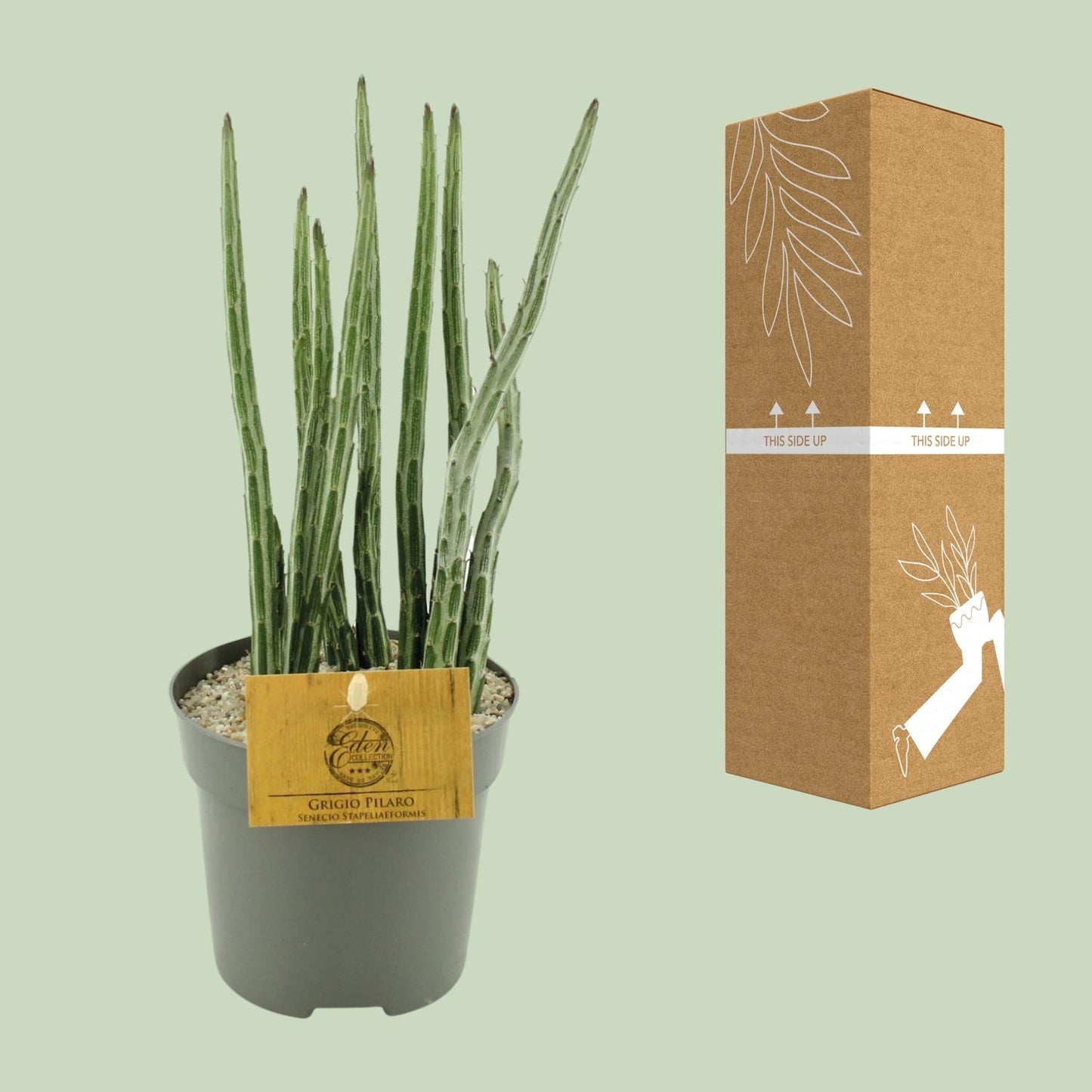 Senecio Stapeliaeformis – Pflegeleichte Zimmerpflanze Ø10,5 cm
