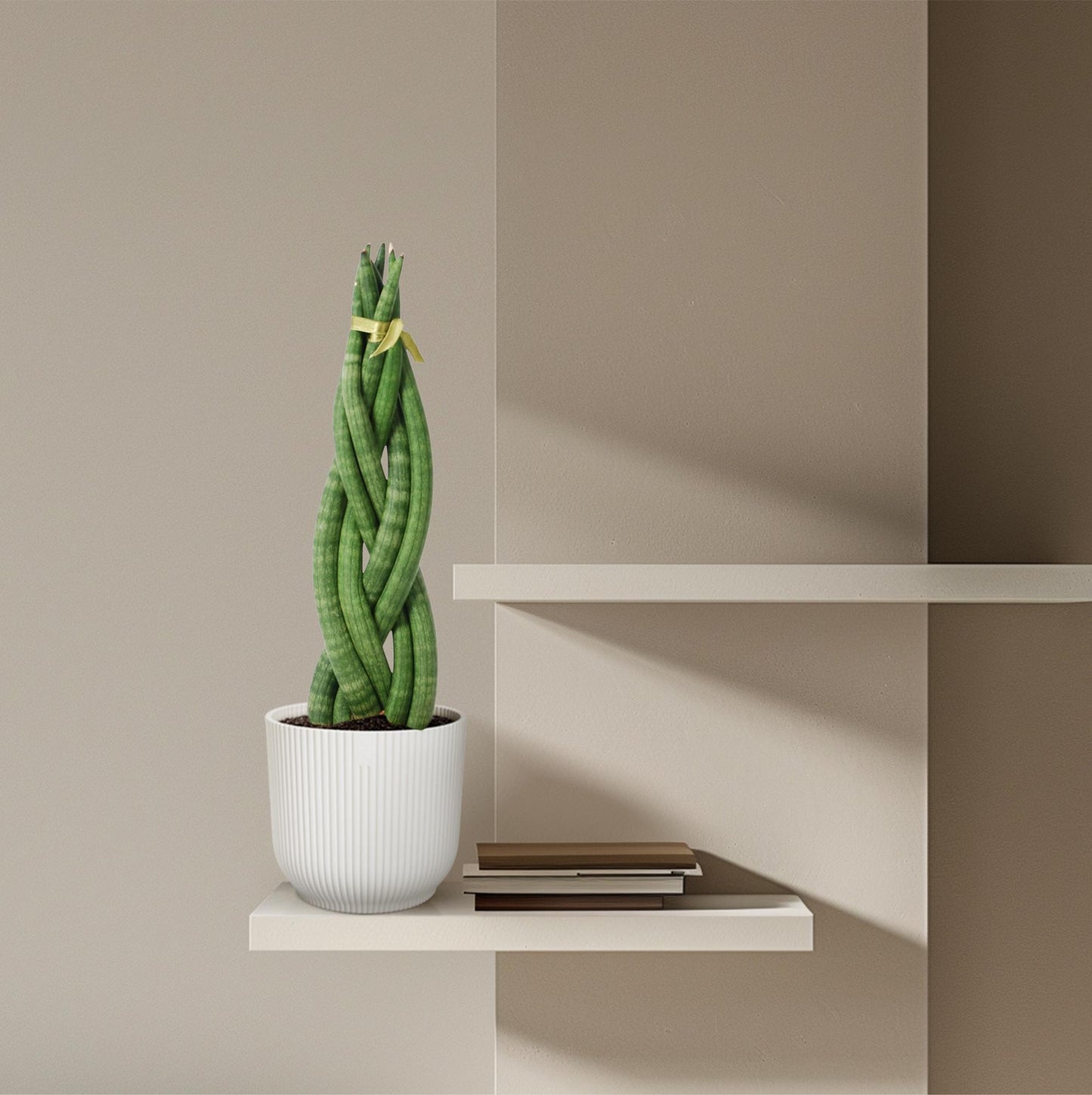 Sansevieria cylindrica 'Twist' – pflegeleichte Zimmerpflanze 40 cm