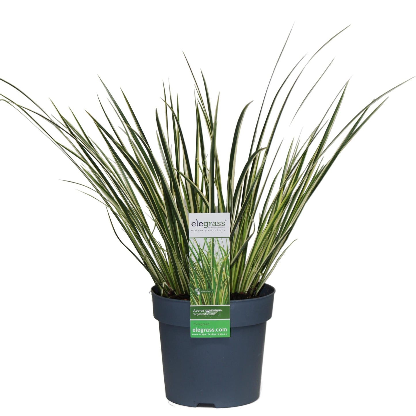 Acorus gramineus 'Argenteostriatus' – Dekoratives Ziergras Ø14cm