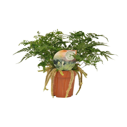 Humata Tyermannii – Pflegeleichter Bärenfußfarn Ø12cm, 30cm hoch