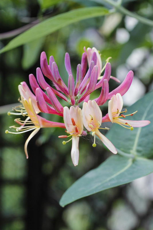 Lonicera periclymenum 'Belgica' – Duftendes Geißblatt Ø15cm