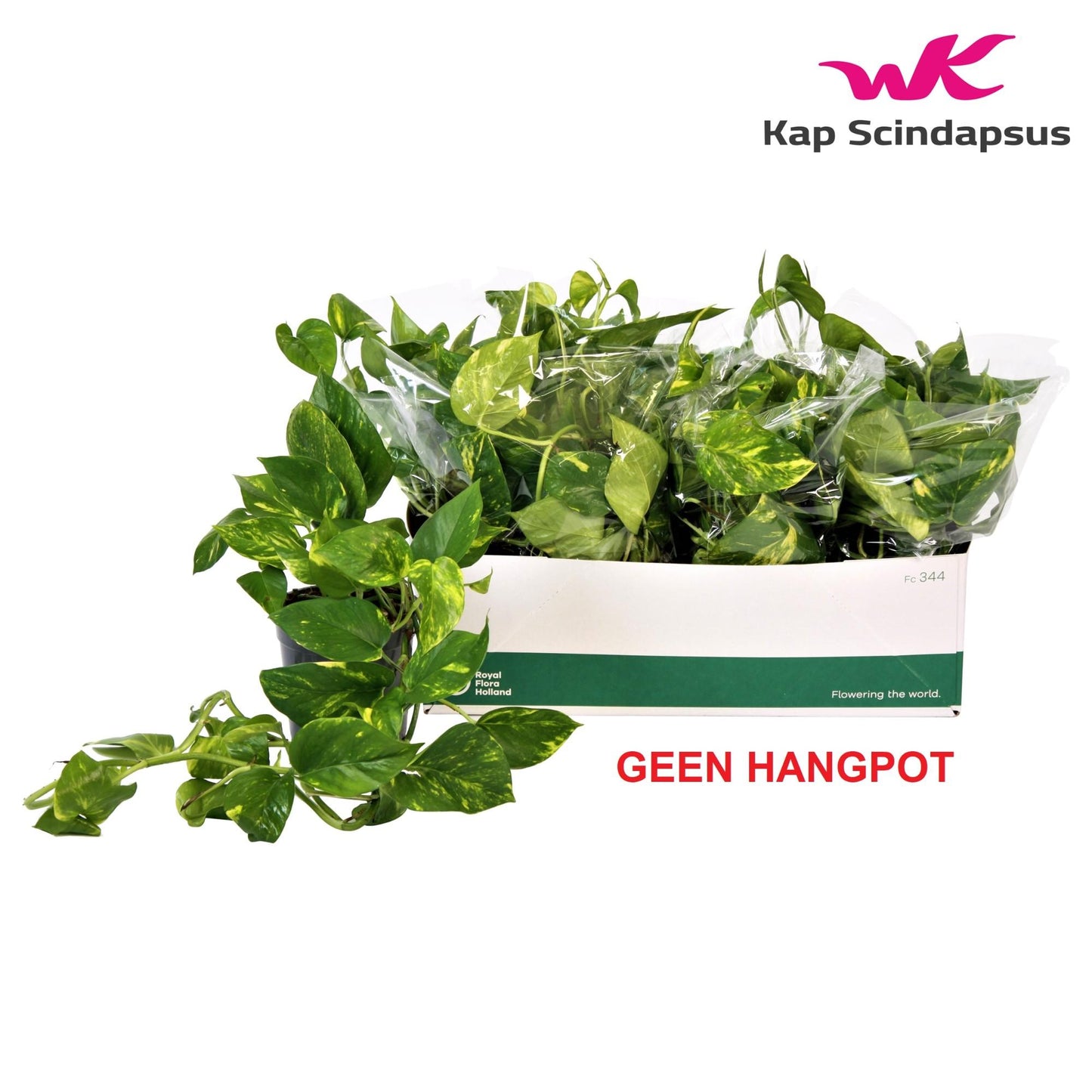 Scindapsus Aureum – Pflegeleichte & luftreinigende Zimmerpflanze