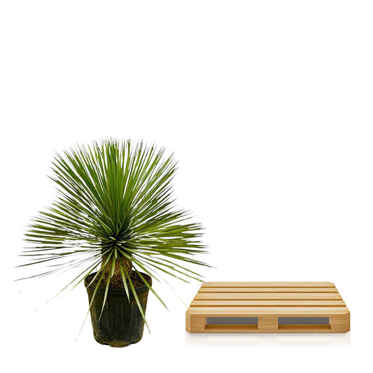 Yucca Rostrata op Stam – Pflegeleicht & Robust, 70 cm
