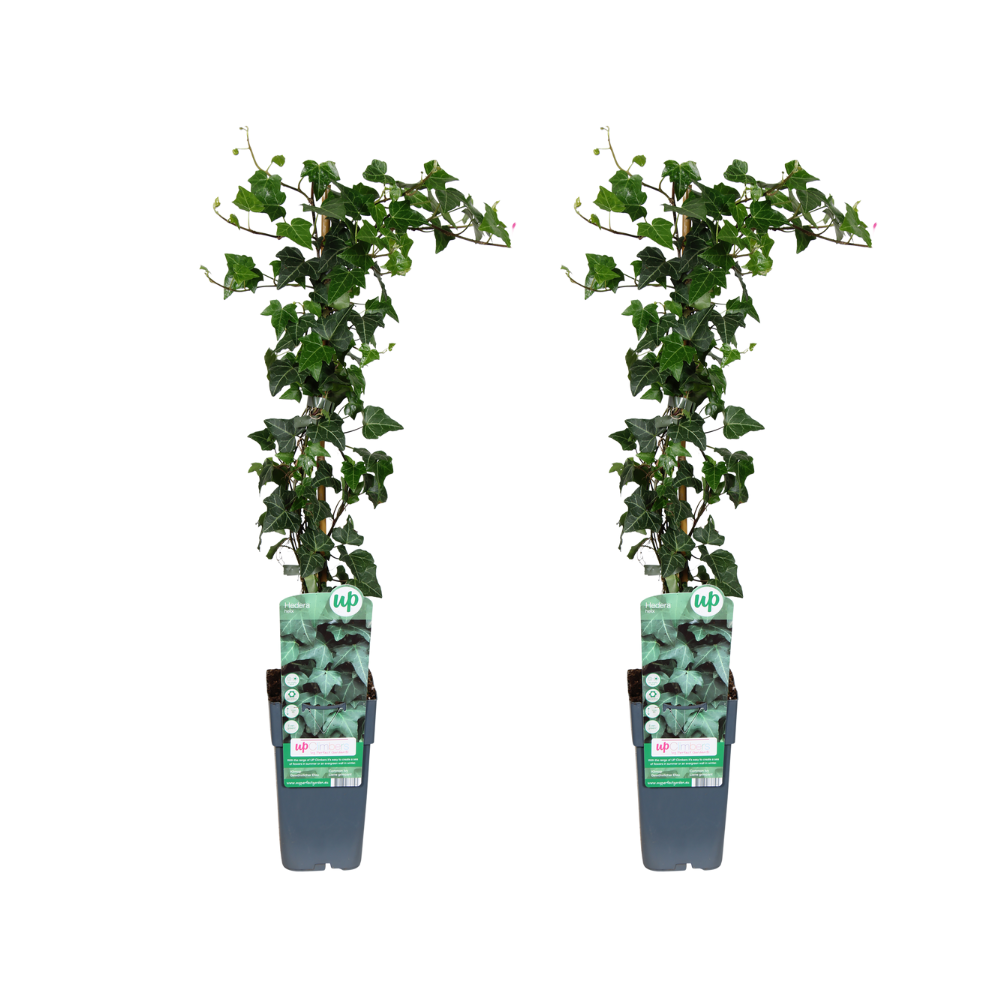 Hedera helix - Efeu 2er-Set Ø15cm, ca. 65cm hoch