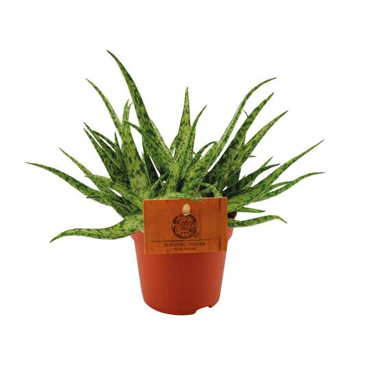 Aloe Vera 'Spider' – Pflegeleichte Zimmerpflanze