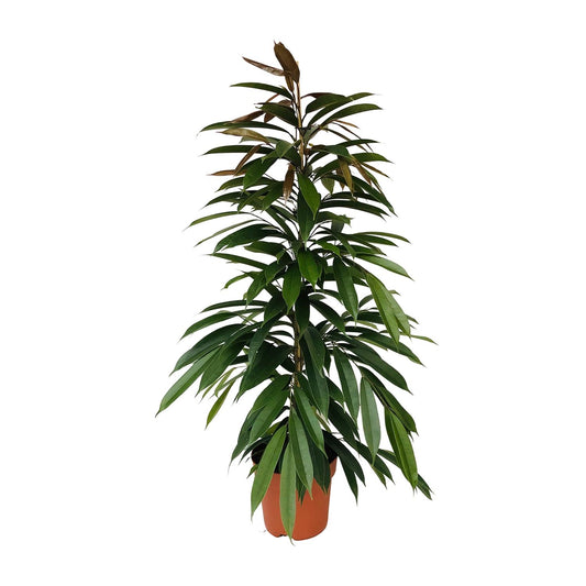 Ficus Amstel King – Pflegeleichte Zimmerpflanze 95 cm