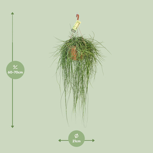 Rhipsalis Floccosa – Pflegeleichte Hängepflanze Ø21cm