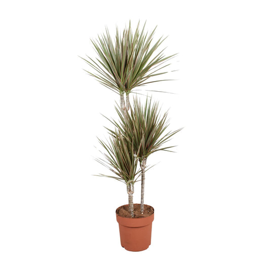 Dracaena Bicolor – Pflegeleichter Drachenbaum Ø21cm, 120cm hoch