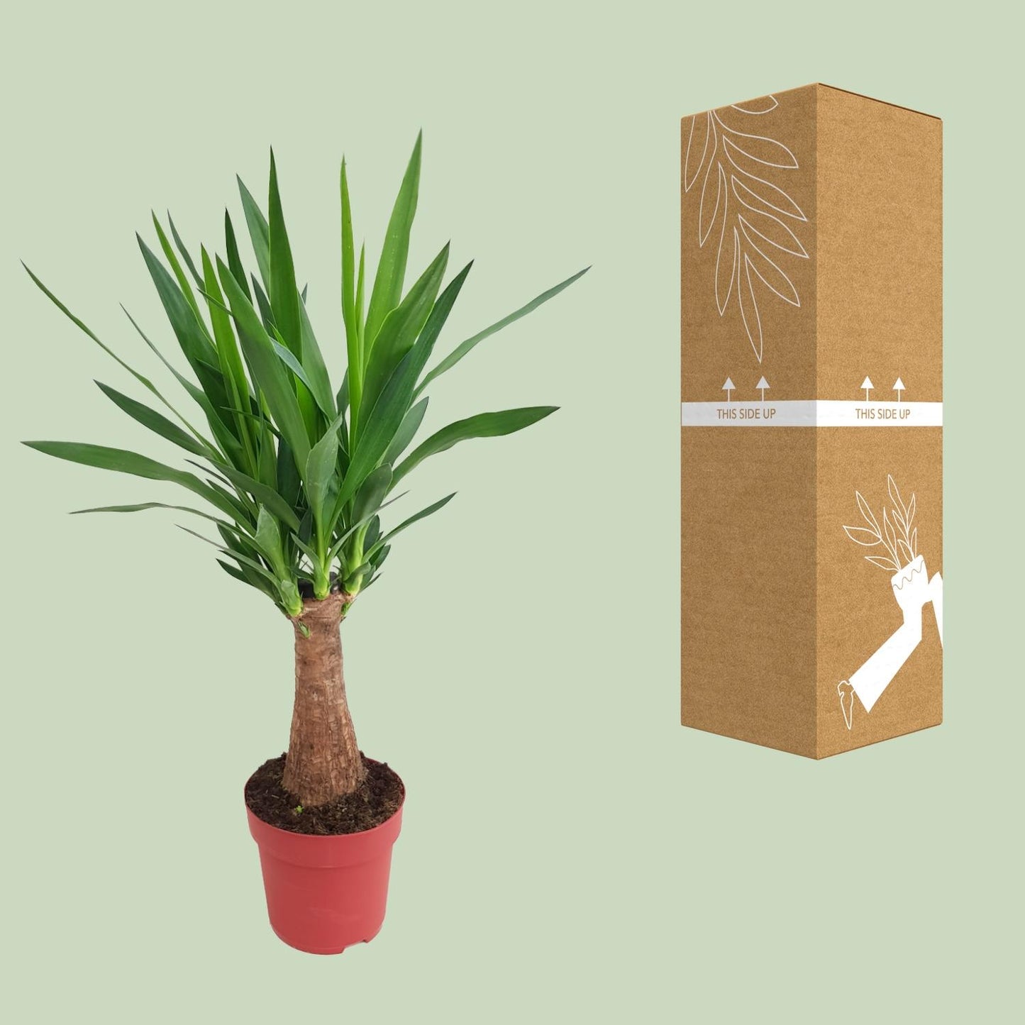Yucca 'Maya Tree' – Elefantenfuß, 80 cm, pflegeleicht
