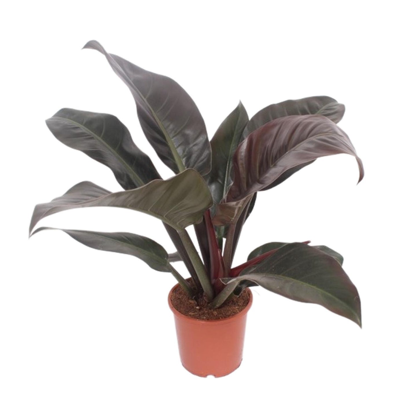 Philodendron Imperial Red – 60 cm pflegeleichte Zimmerpflanze