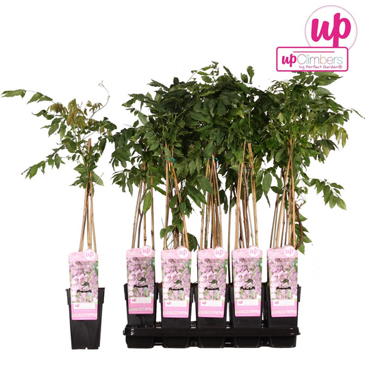 Wisteria floribunda 'Rosea' – Rosa Regen Kletterpflanze Ø15cm