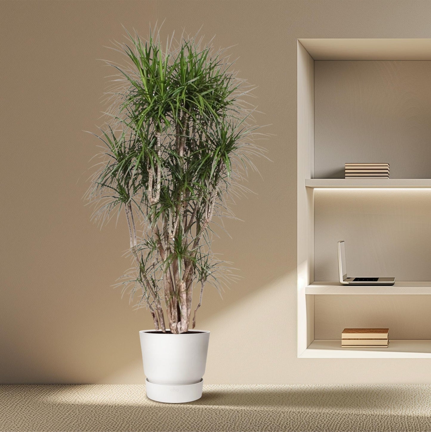 Dracaena Marginata vertakt – 220 cm – pflegeleichte Zimmerpflanze