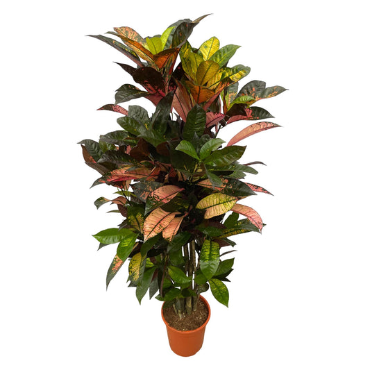 Codiaeum Iceton vertakt – Bunte, pflegeleichte Zimmerpflanze 120 cm