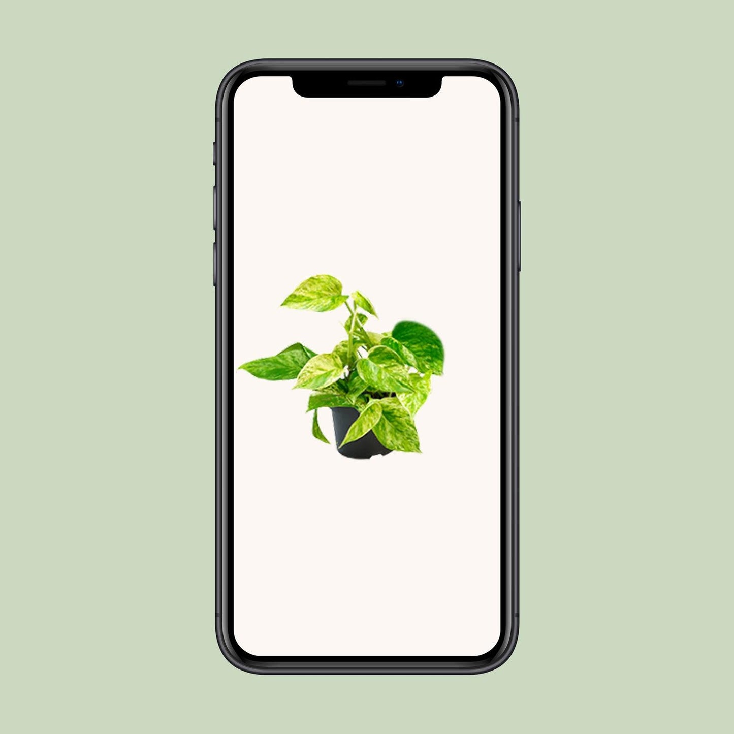 Epipremnum Marble Queen – Goldener Efeu Ø12 cm