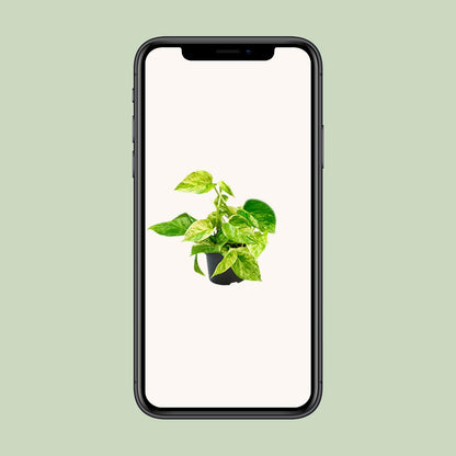 Epipremnum Marble Queen – Goldener Efeu Ø12 cm