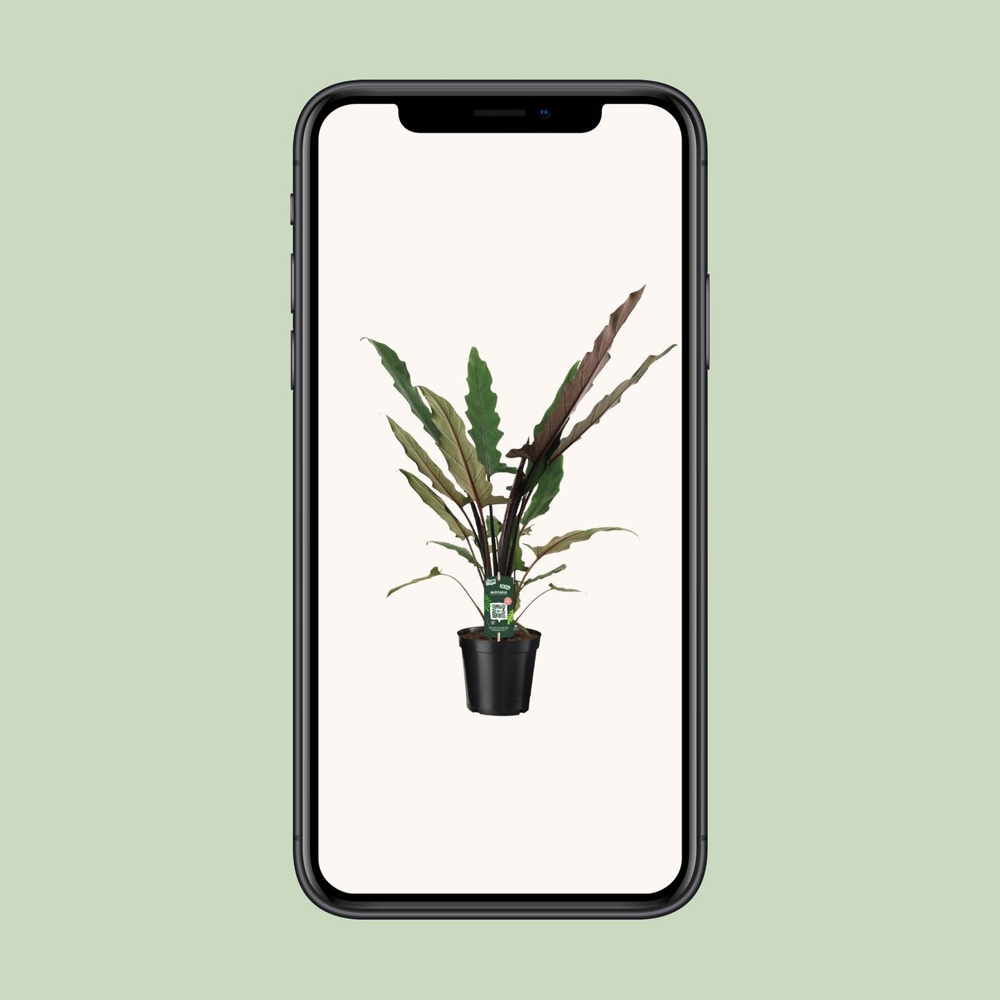Alocasia Lauterbachiana – Pfeilblatt 19cm Topf, 80cm hoch