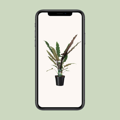 Alocasia Lauterbachiana – Pfeilblatt 19cm Topf, 80cm hoch