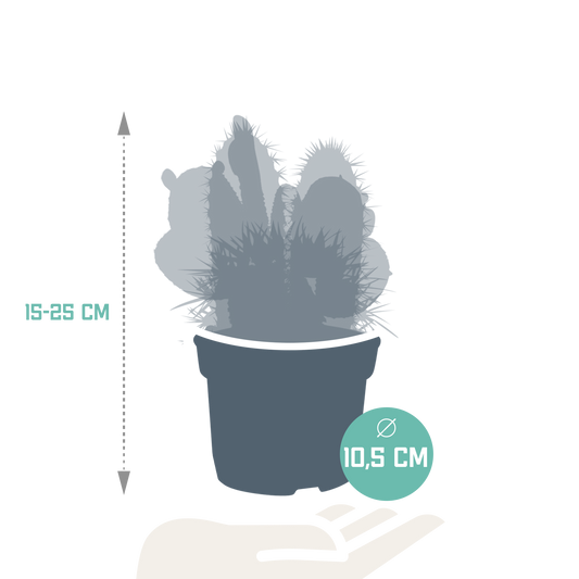 Kakteenmischung 10,5 cm - 3x - 12cm zonder pot