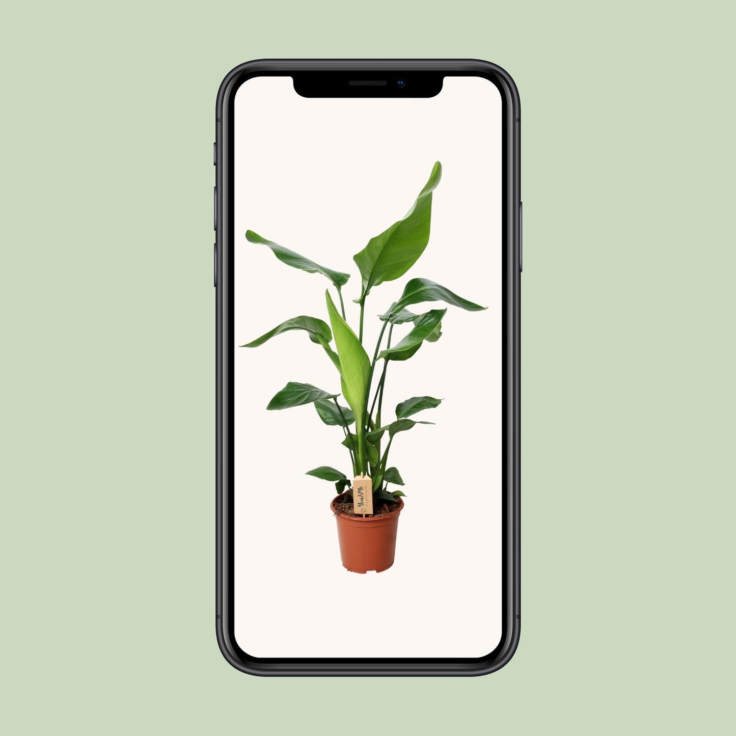 Strelitzia Nicolai – Bird of Paradise Ø19cm, 90cm hoch
