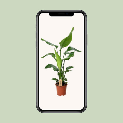 Strelitzia Nicolai – Bird of Paradise Ø19cm, 90cm hoch