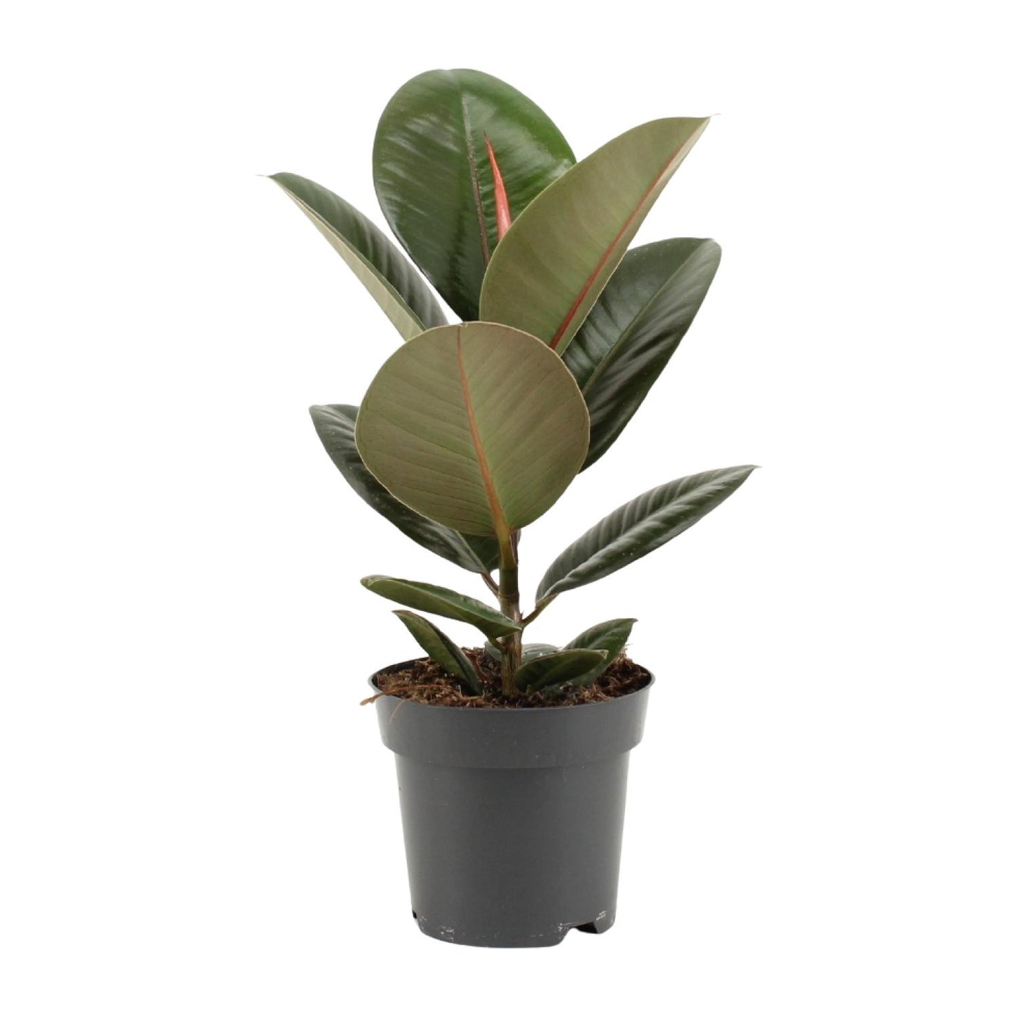 Ficus Elastica Robusta – Pflegeleichte Zimmerpflanze Ø14cm