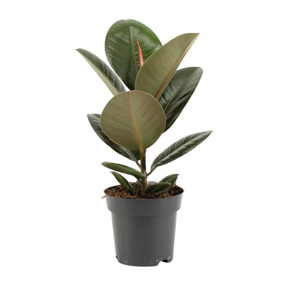Ficus Elastica Robusta – Pflegeleichte Zimmerpflanze Ø14cm