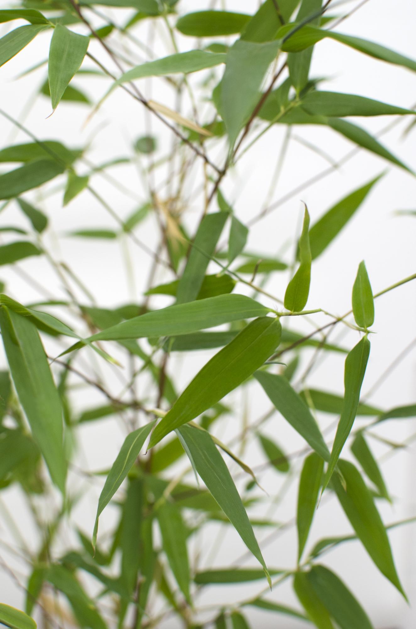Phyllostachys 'Bissetii' – Winterharter Bambus im Ø14cm Topf