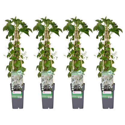 4x Hydrangea petiolaris – Klimhortensie Ø15cm, 65cm hoch