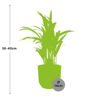 Dypsis Lutescens (Bambuspalme) 12cm im ELHO Vibes Fold Topf