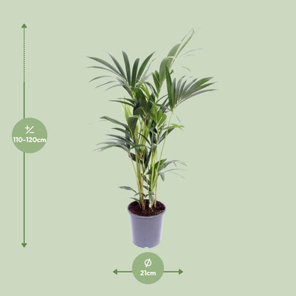 Howea Forsteriana (Kentia-Palme) Ø21cm, ca. 120cm hoch