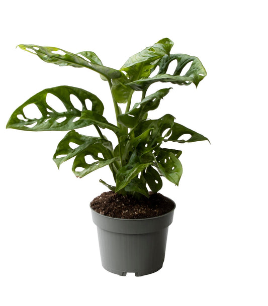 Monstera Obliqua – Trendige, pflegeleichte Zimmerpflanze