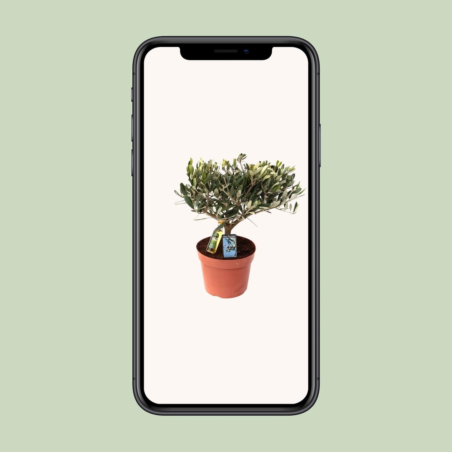 Olea Olijf – Pflegeleichte Olivenpflanze Ø15 cm