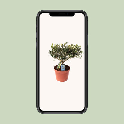 Olea Olijf – Pflegeleichte Olivenpflanze Ø15 cm