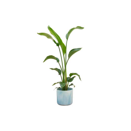 Strelitzia Nicolai mit Elho Ocean Topf Ø22 cm – 100 cm hoch