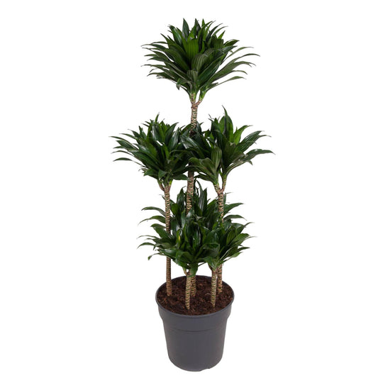Dracaena Compacta Carrousel – Pflegeleichte Zimmerpflanze 130 cm