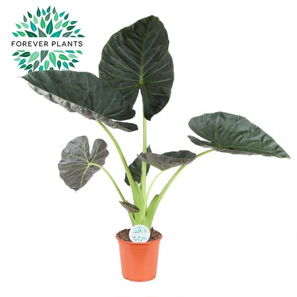 Alocasia Regal Shield – Pflegeleichte XXL Zimmerpflanze