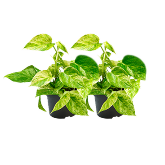 Epipremnum Marble Queen – 2er Set Ø15cm & Ø12cm
