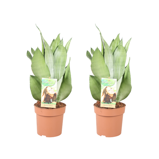 Sansevieria Moonshine 2er-Set – pflegeleichte Zimmerpflanze Ø14cm