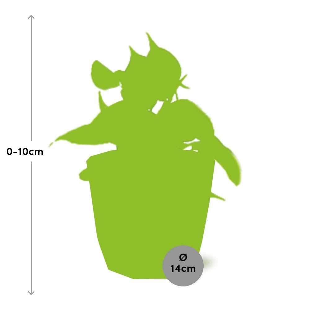 Philodendron Scandens ‘Brasil’ in ELHO b.for rock 14 cm warm grey