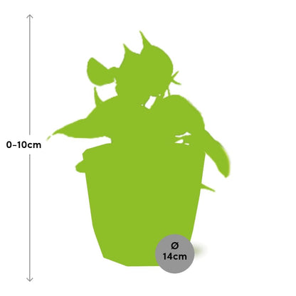 Philodendron Scandens ‘Brasil’ in ELHO b.for rock 14 cm warm grey