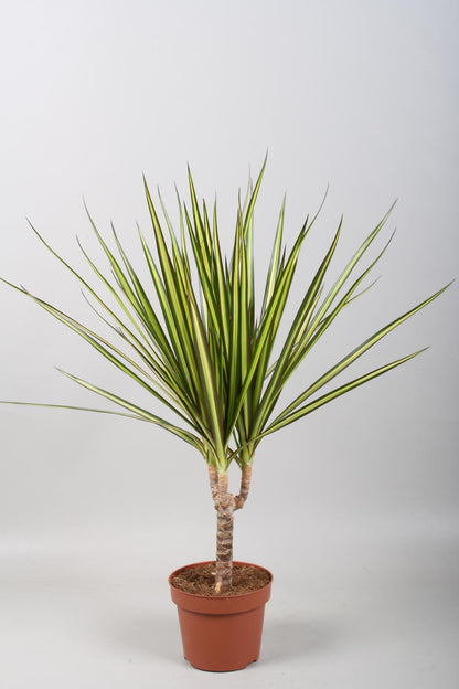 Drachenbaum Sunray – Pflegeleichte Zimmerpflanze Ø12cm