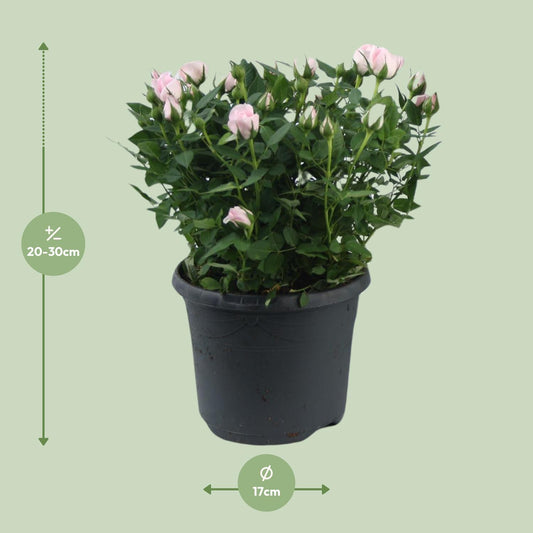 Rosa Jewel Patio Baby – Duftende Topfrose Ø17cm
