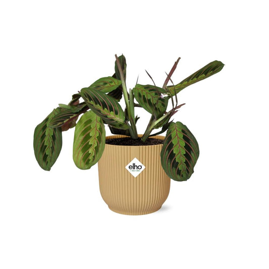 Maranta Leuconeura ‘Fascinator’ Tricolor in ELHO Vibes Fold 14cm Gelb
