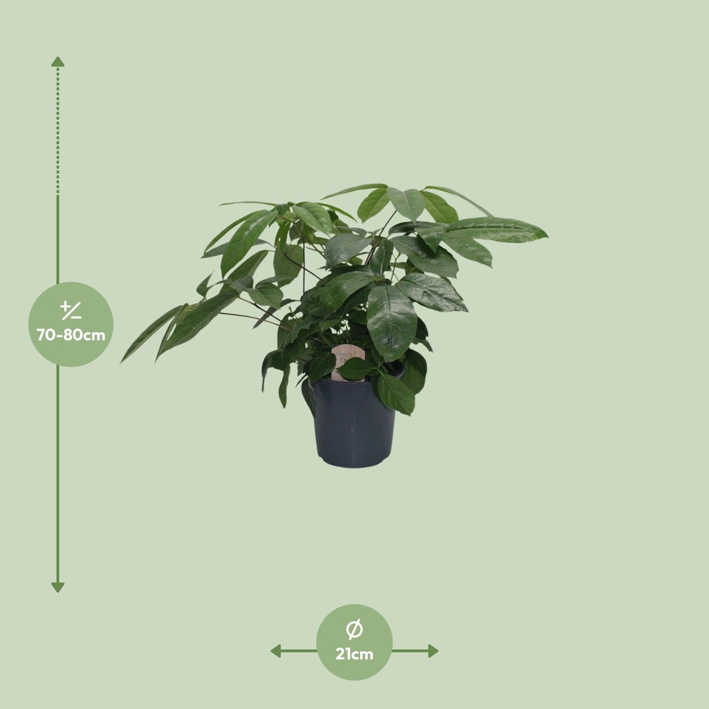 Schefflera Actinophylla – Pflegeleichter Schirmbaum Ø21cm, 80cm hoch