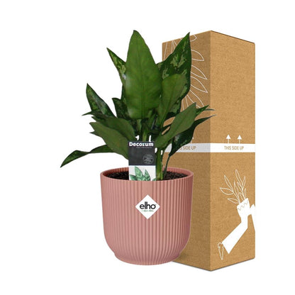 Aglaonema Maria in ELHO Vibes Fold 14cm rosa – Luftreinigende Zimmerpflanze