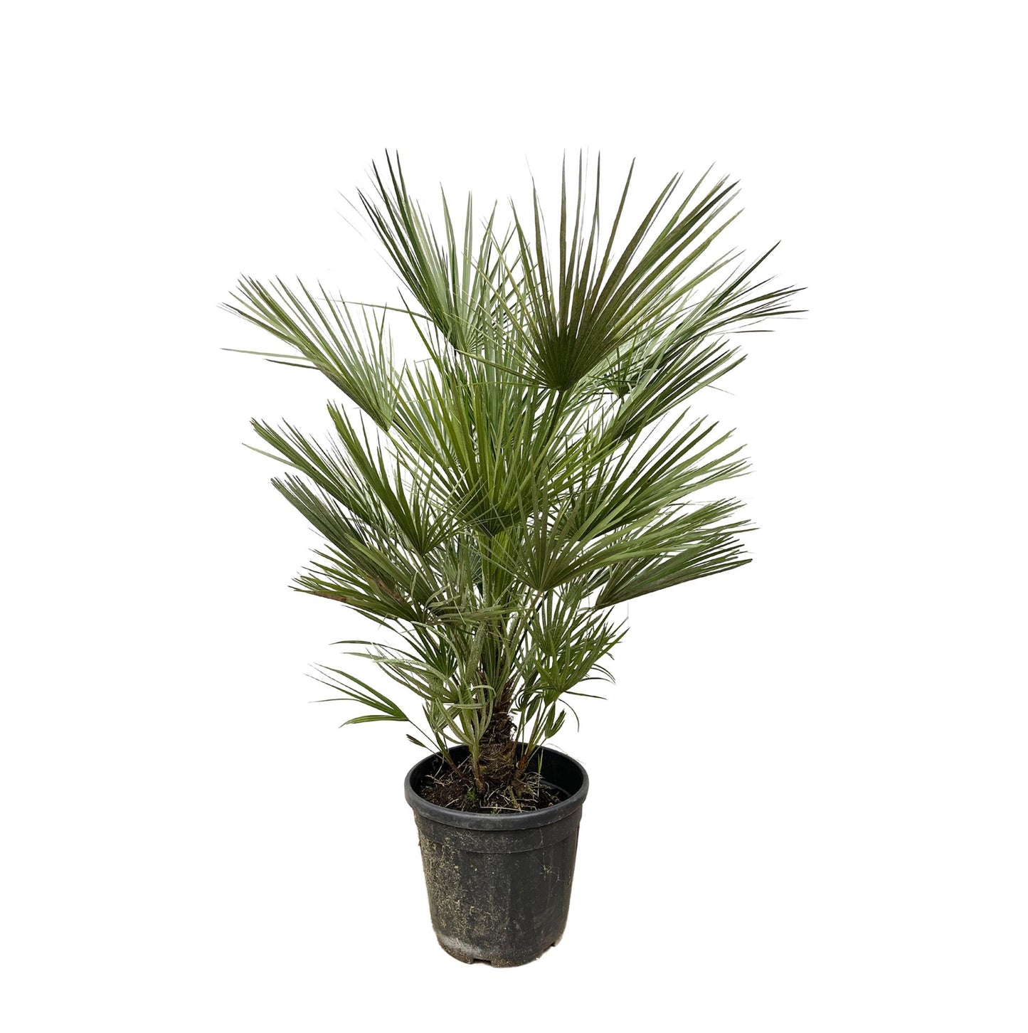 Chamaerops Humilis – Europäische Zwergpalme 150 cm pflegeleicht