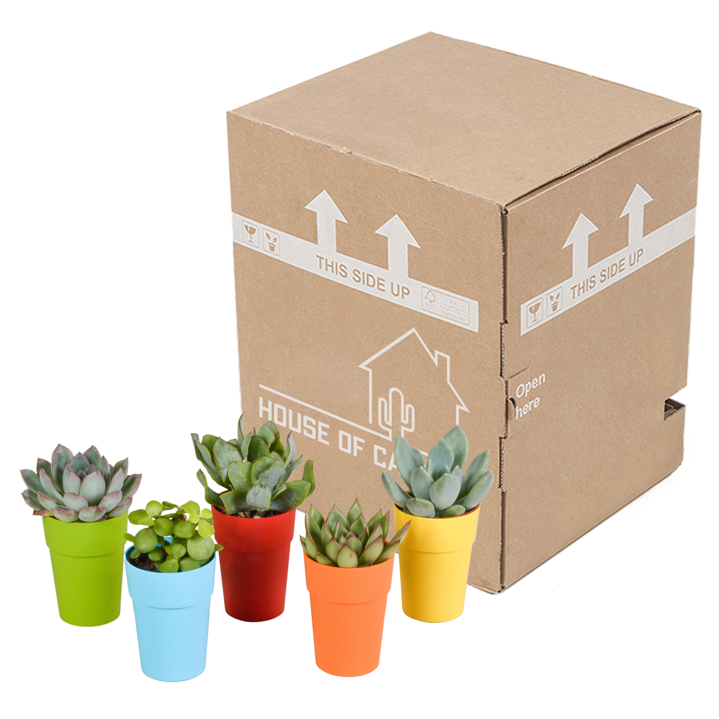 Vetplanten-Mischung 5er Set in farbigem Kunststofftopf