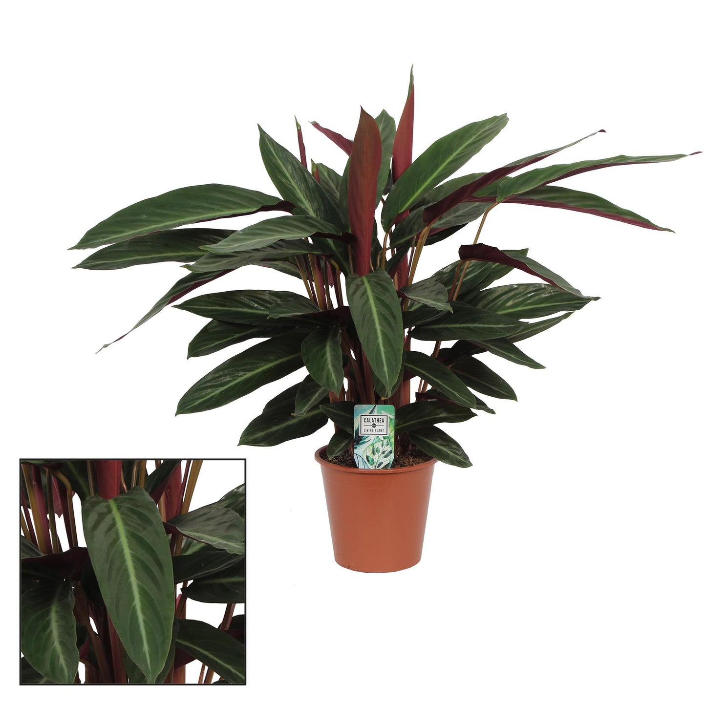 Calathea Stripestar Living – Pflegeleichte Trendpflanze Ø17 cm